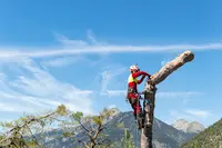 Entreprise Briga Jardins: Élagage Alpes-maritimes - Débroussaillage et Remise en État de Jardin 06