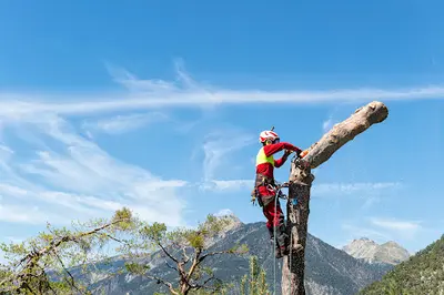 Entreprise Briga Jardins: Élagage Alpes-maritimes - Débroussaillage et Remise en État de Jardin 06