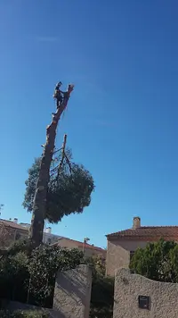 Ô Fil de l'Arbre- Élagueur Grimpeur / Diagnostics Physiologique et Mécanique de L’arbre.