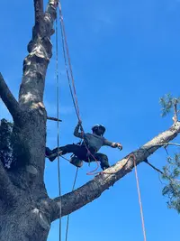 Rle: Raphaël Laruelle Élagage