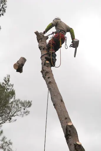 l'Arbre et la Manière