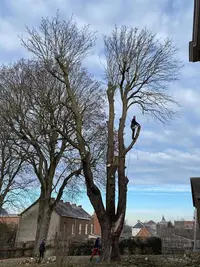 Jimmy Tenret Elagage Abattage d'Arbres Dangereux
