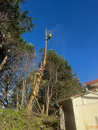 Fibre Elagage