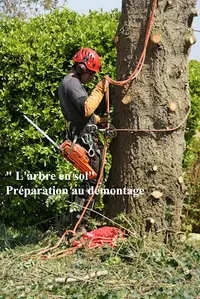 l'Arbre en Sol Arboriste Grimpeur