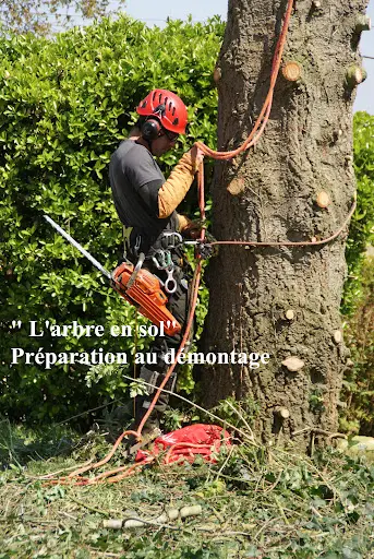 l'Arbre en Sol Arboriste Grimpeur