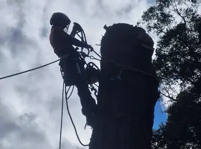 Si Près de l'Arbre