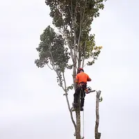 Elague & Cie, Elagueur la Roche sur Yon