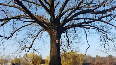 l'Arbre et la Manière