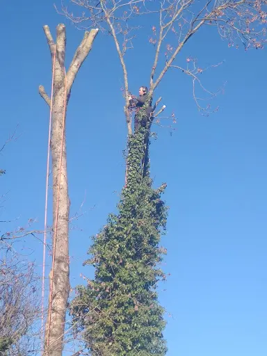 Arbres et Jardins de Champagne