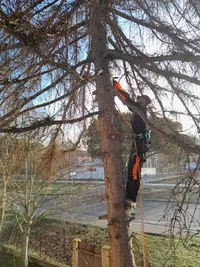 Arbor Echo
