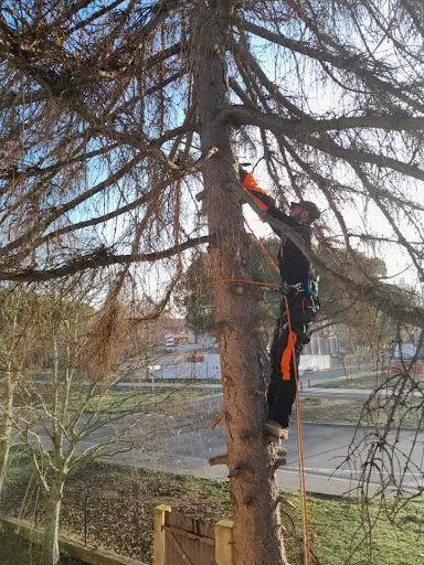 Arbor Echo