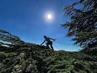 A l'Ecoute de l'Arbre Élagage