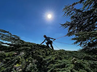 A l'Ecoute de l'Arbre Élagage
