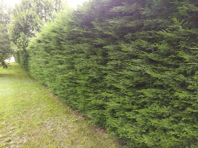 Ph Cuquel Services Jardins