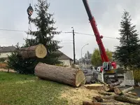 Au Coeur de l'Arbre