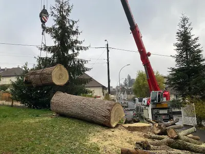 Au Coeur de l'Arbre