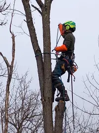 l'Écureuil Élagage et Travaux Paysagers