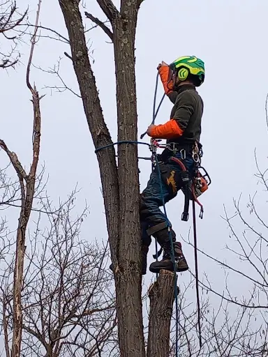 l'Écureuil Élagage et Travaux Paysagers