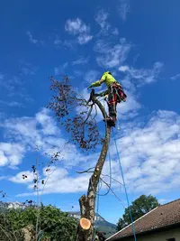 Dernière Branche Élagueur
