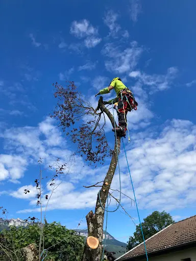 Dernière Branche Élagueur