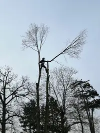 Ed Garden : Élagueur / Paysagiste Lille et Sa Métropole