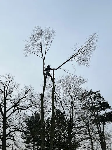 Ed Garden : Élagueur / Paysagiste Lille et Sa Métropole