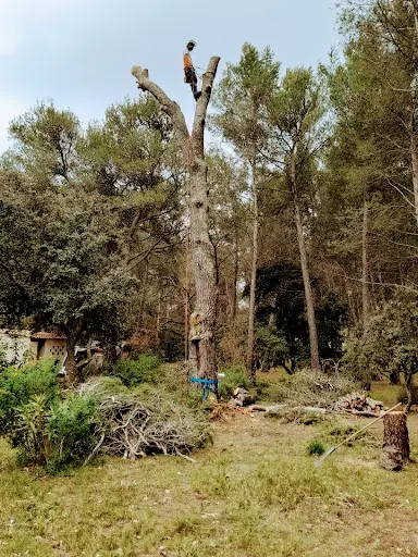 Côme Dans les Arbres