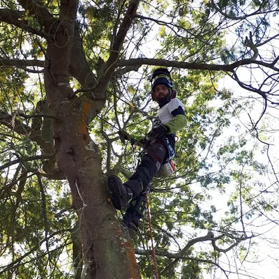 Quercus Artisan Élagueur