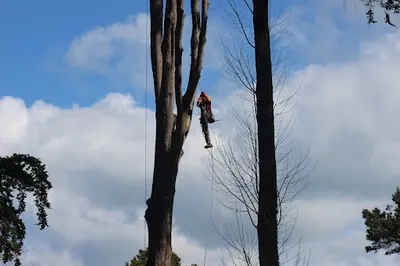 Histoire D’arbres - Élagage Professionnel