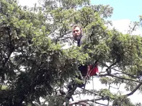 l'Arboriste Grimpeur