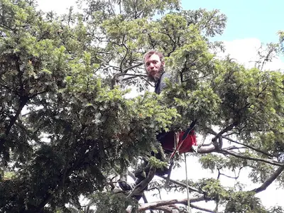 l'Arboriste Grimpeur