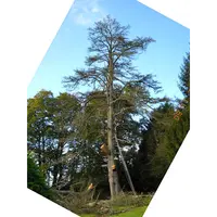 Berrehar François - Paysagiste - Elagage d'Arbres
