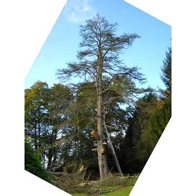 Berrehar François - Paysagiste - Elagage d'Arbres