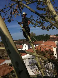 Arbre et Vie