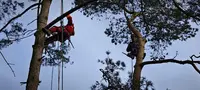 Au Fil des Arbres / Dimitri Bodeur
