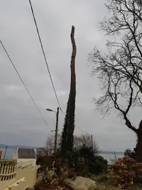 Mundo Arboris