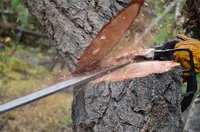 Artisan Reinhardt Élagage: