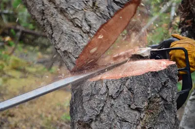 Artisan Reinhardt Élagage: