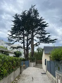Arbor Taille- Elagueur