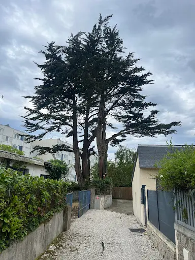 Arbor Taille- Elagueur