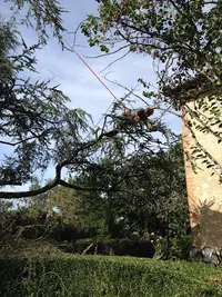 Arborizon
