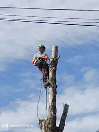 Élagage Arboriste Grimpeur Paysagiste Enzo Seignourel