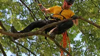 La Brigade des Arbres