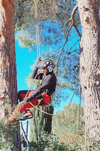 🌳 Élagage - Abattage - Entretien Jardin - Paysagiste - Arbo-c - Service 24h/7j