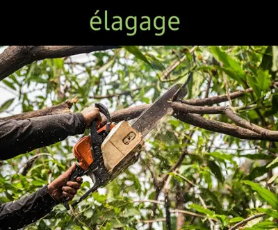 Jd,elagueur, et Petits Travaux Divers Devis Gratuit