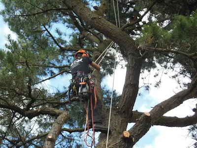 Respect Arbres