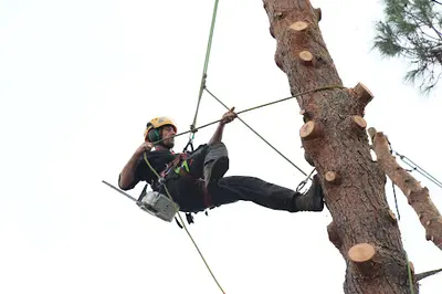 Arboreal Élagage Abattage d'Arbres