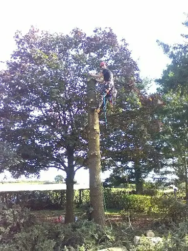 Ami des Bois Elagage