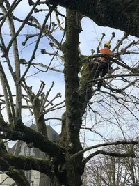 E.i. Josselin Henrie: Elagueur et Bûcheron Dans les Deux-sèvres (79)