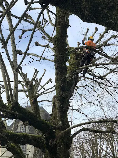 E.i. Josselin Henrie: Elagueur et Bûcheron Dans les Deux-sèvres (79)